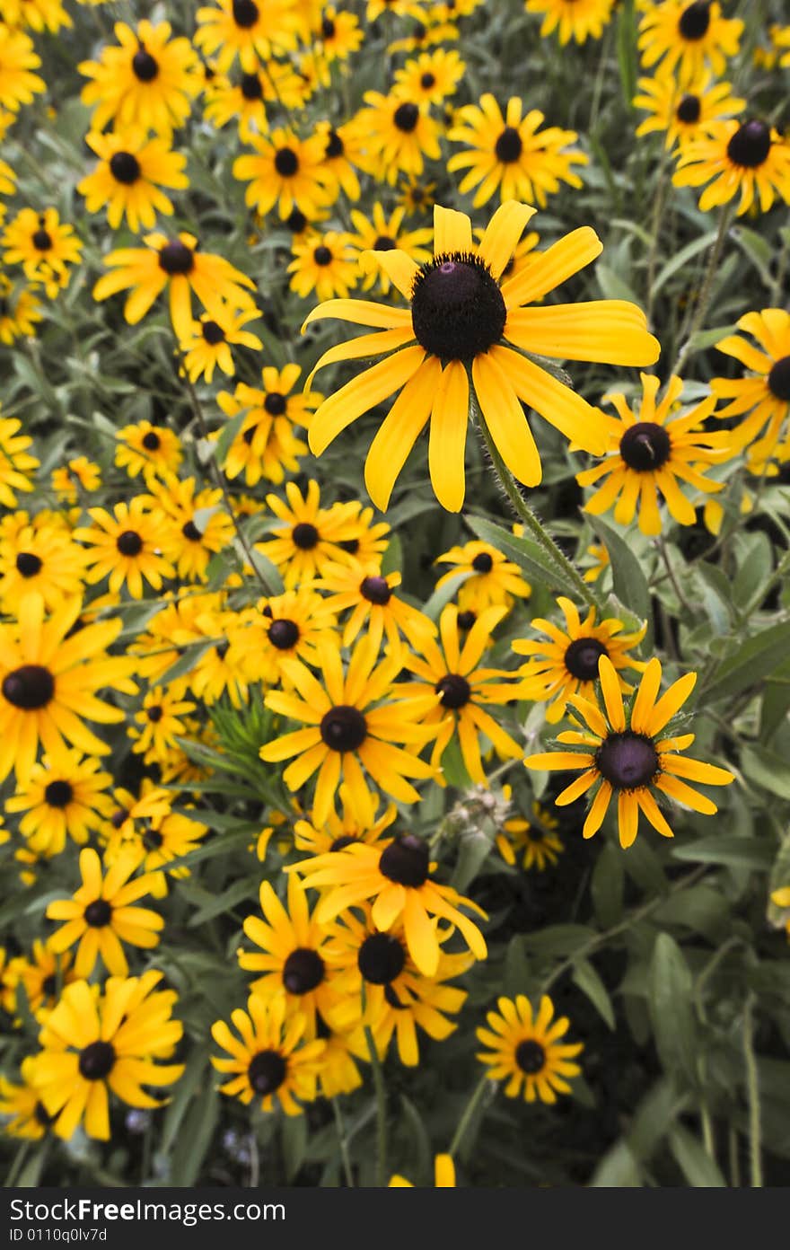 Group of Black-eyed Susans