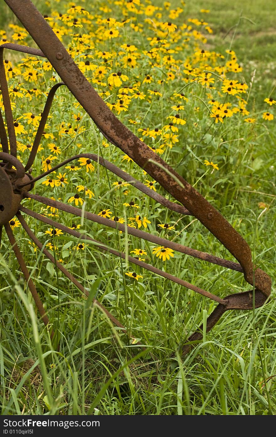 Rusty antique wheels in front of bright yellow Black-Eyed Susans in a rural scene. Rusty antique wheels in front of bright yellow Black-Eyed Susans in a rural scene.