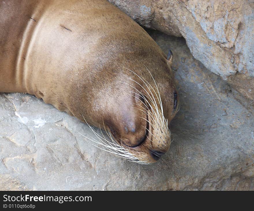 An older sea lion taking a little snooze in the sun. An older sea lion taking a little snooze in the sun