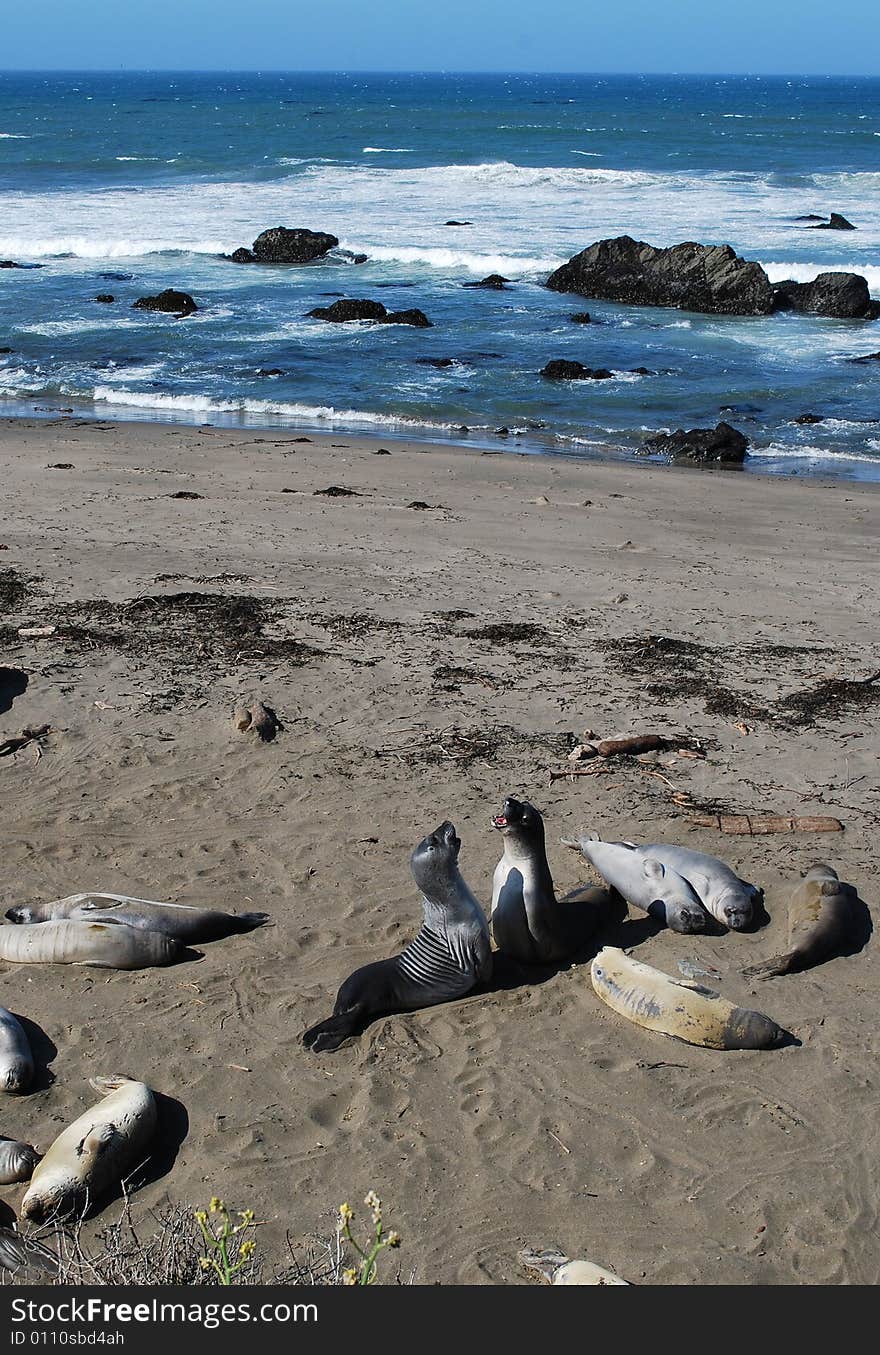 Two plying wild seals