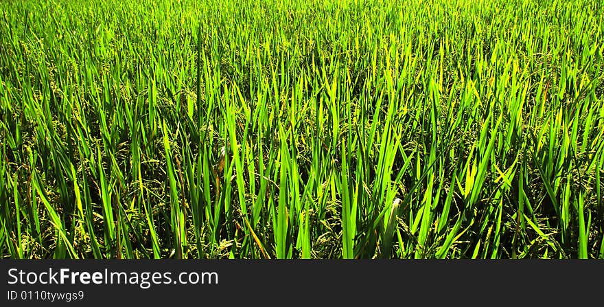 Indonesia, Java: View of a green ricefield. Indonesia, Java: View of a green ricefield