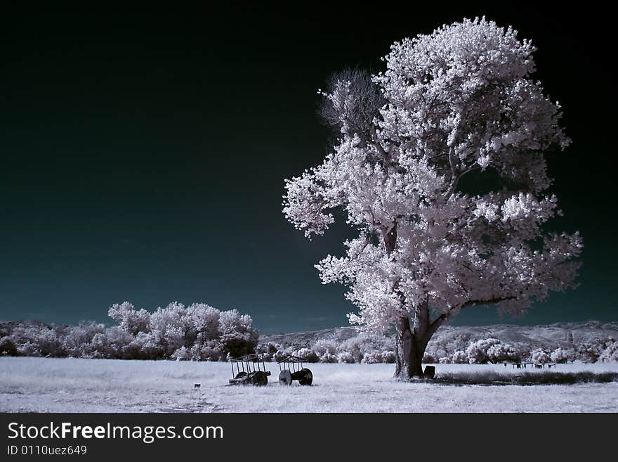 Picture of a lone infrared tree in the middle of a field. Picture of a lone infrared tree in the middle of a field.