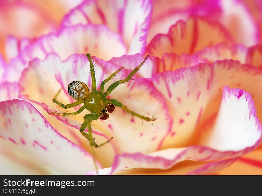 Spider on flower