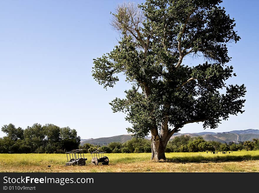 Single tree in middle of field