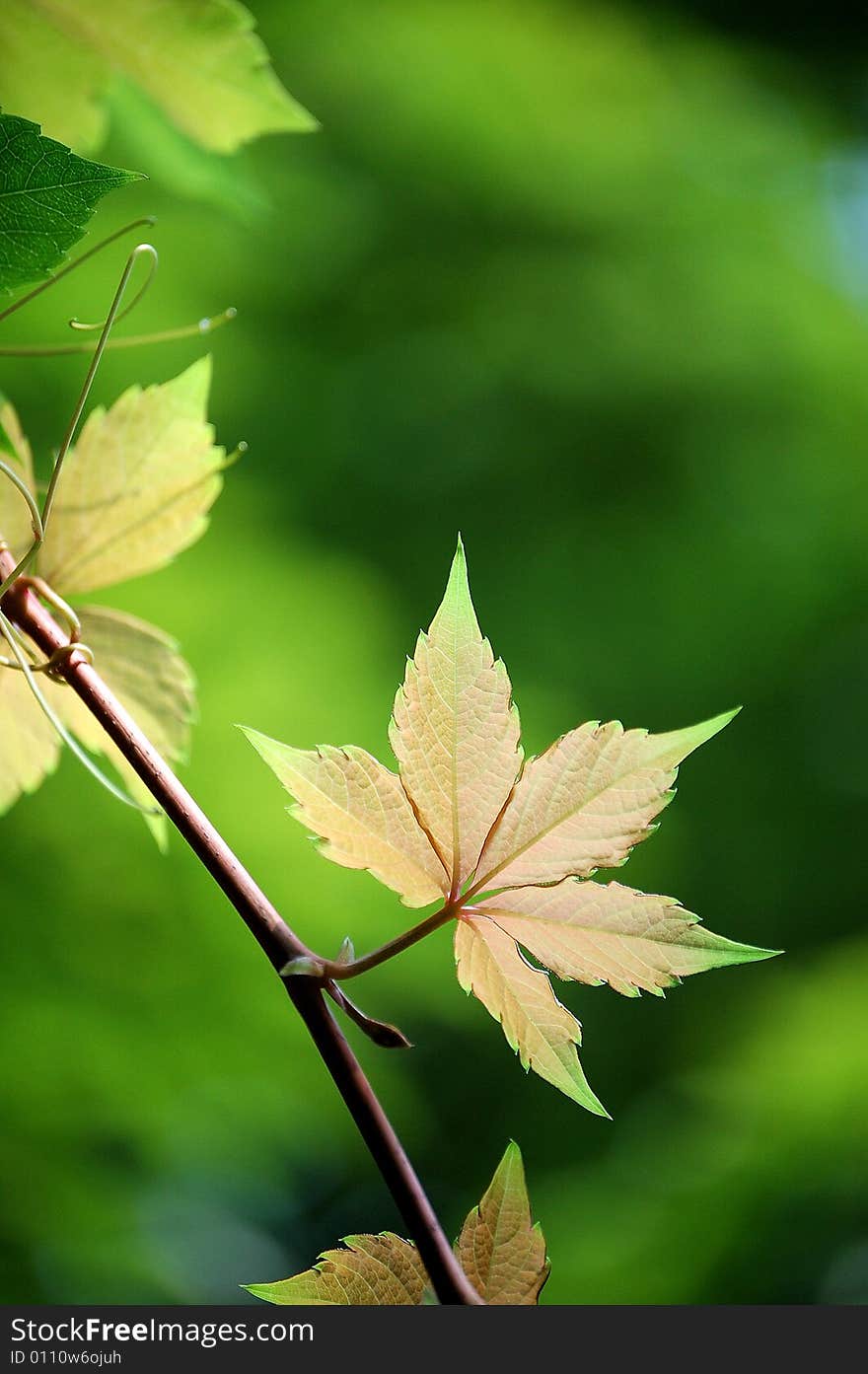 Ivy Leaves