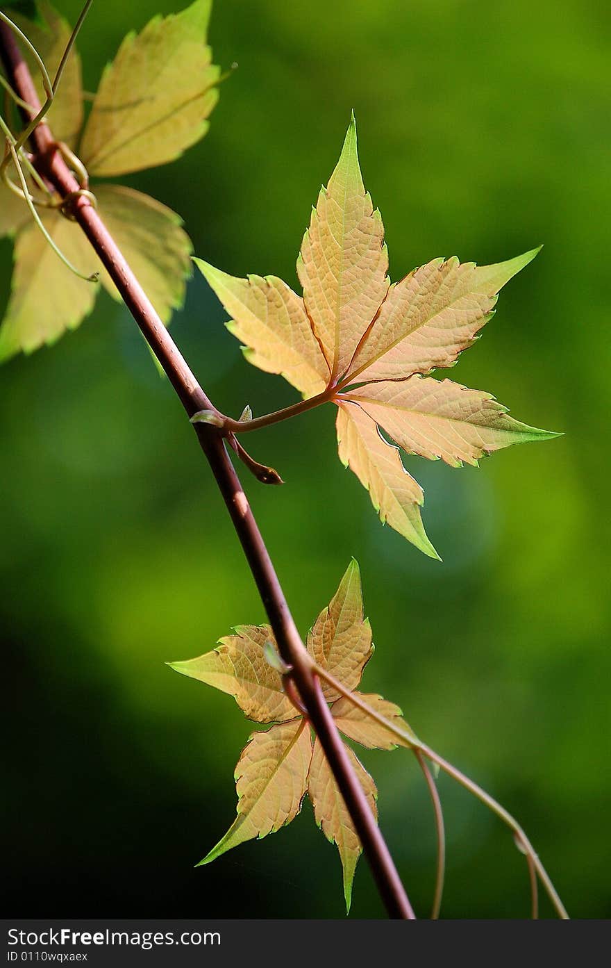 Ivy Leaves