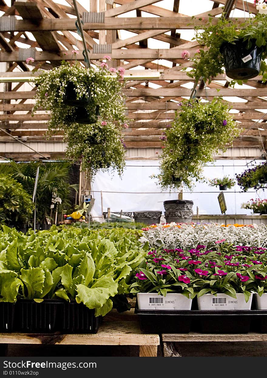 An indoor garden is filled with colorful plants on shelves and hanging from a ceiling grid. An indoor garden is filled with colorful plants on shelves and hanging from a ceiling grid.