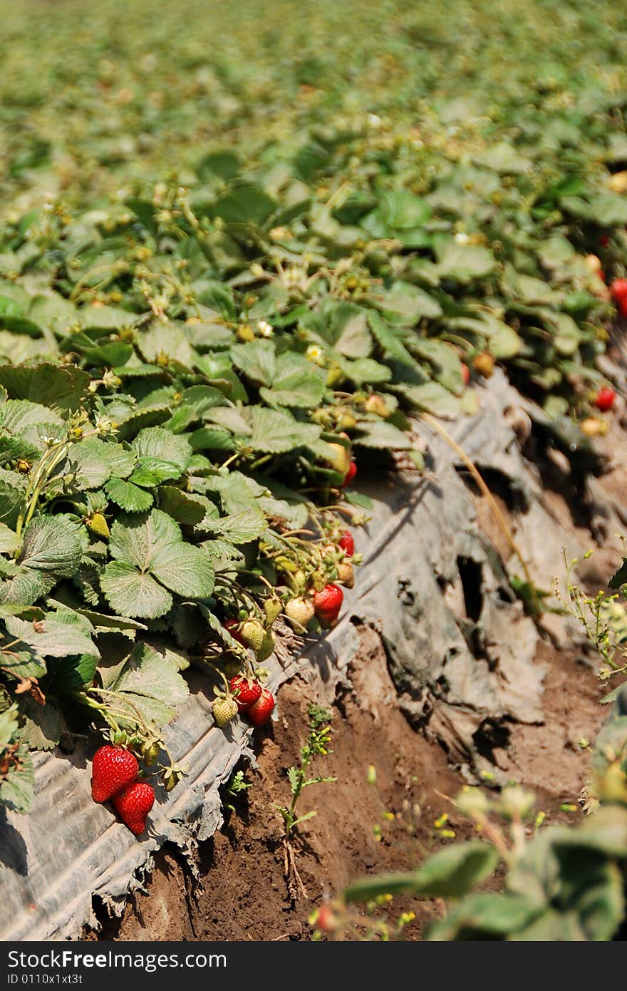 A strawberry farm with fresh berries in california