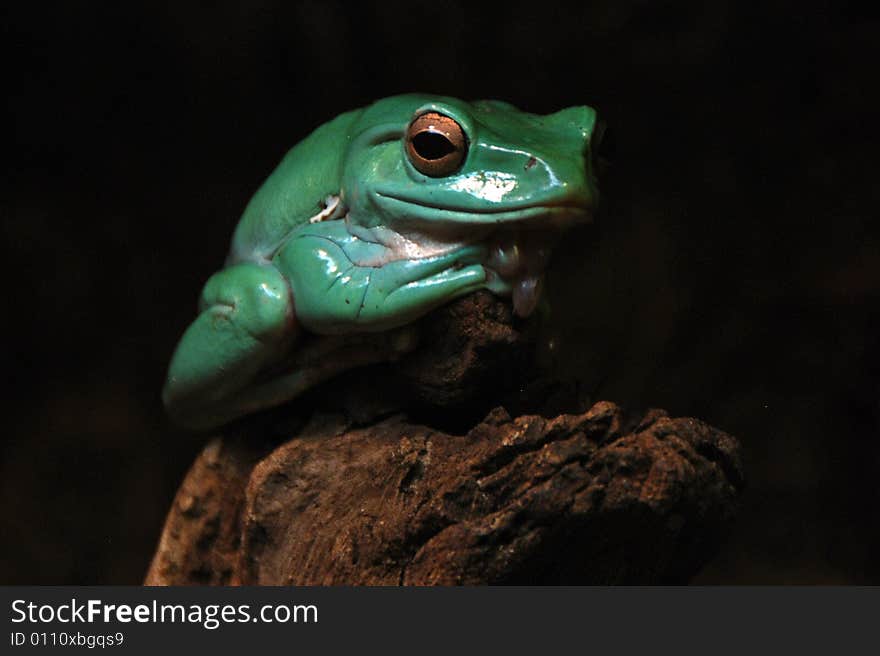 A green tree frog sitting on a tree branch