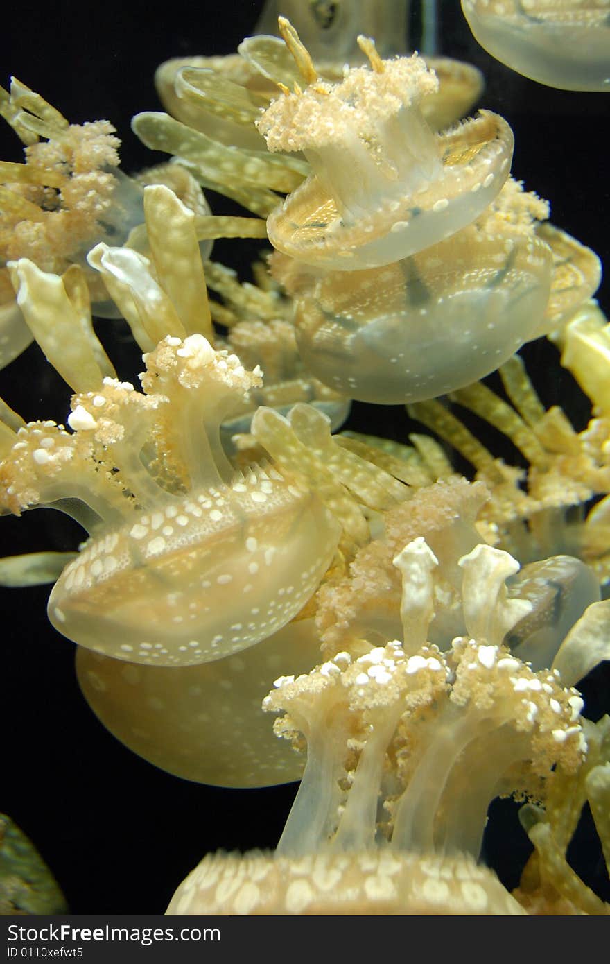 Jellyfish swimming at the monterey aquarium