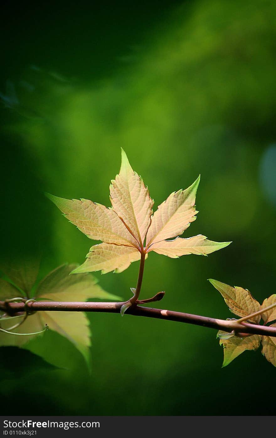 Ivy Leaves