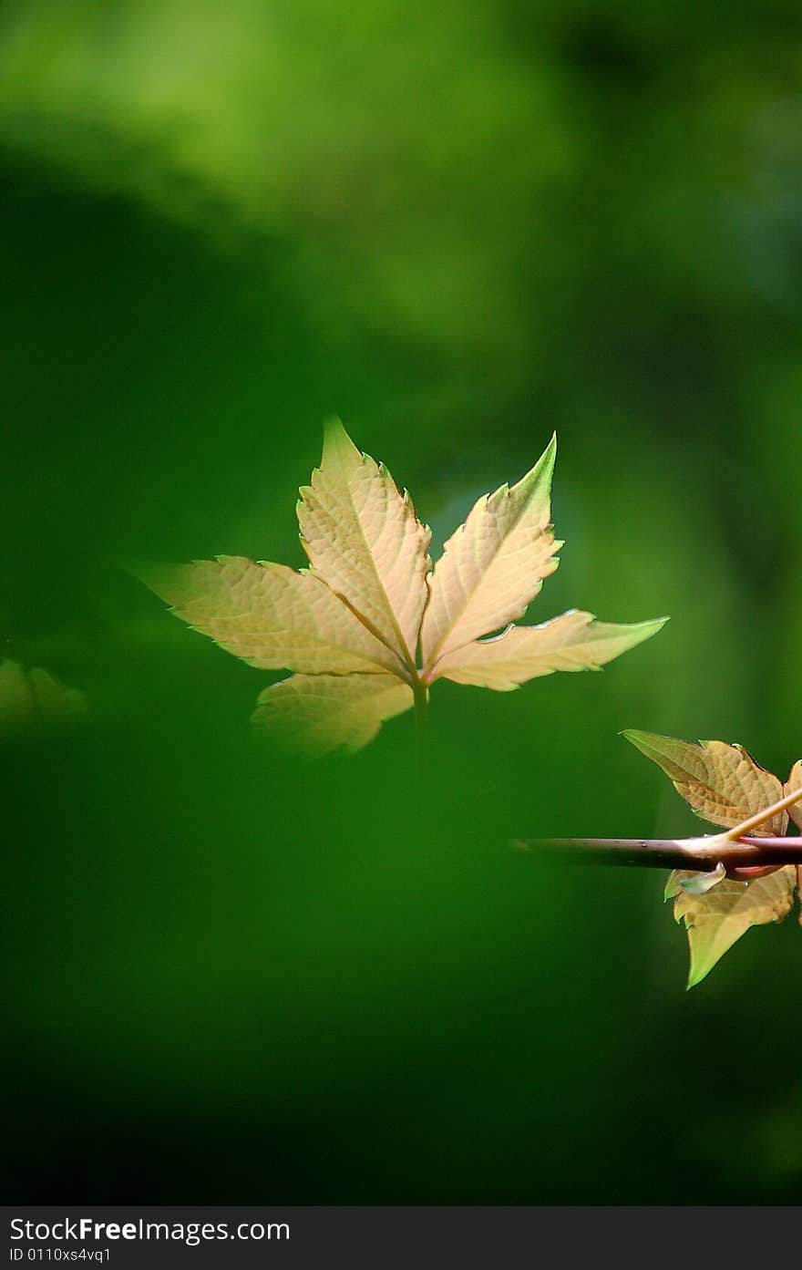 Ivy Leaves