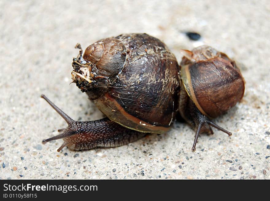 Two snails found connected together