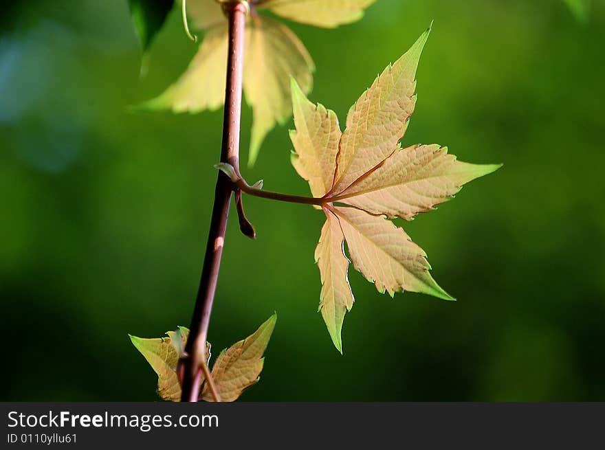 Ivy Leaves