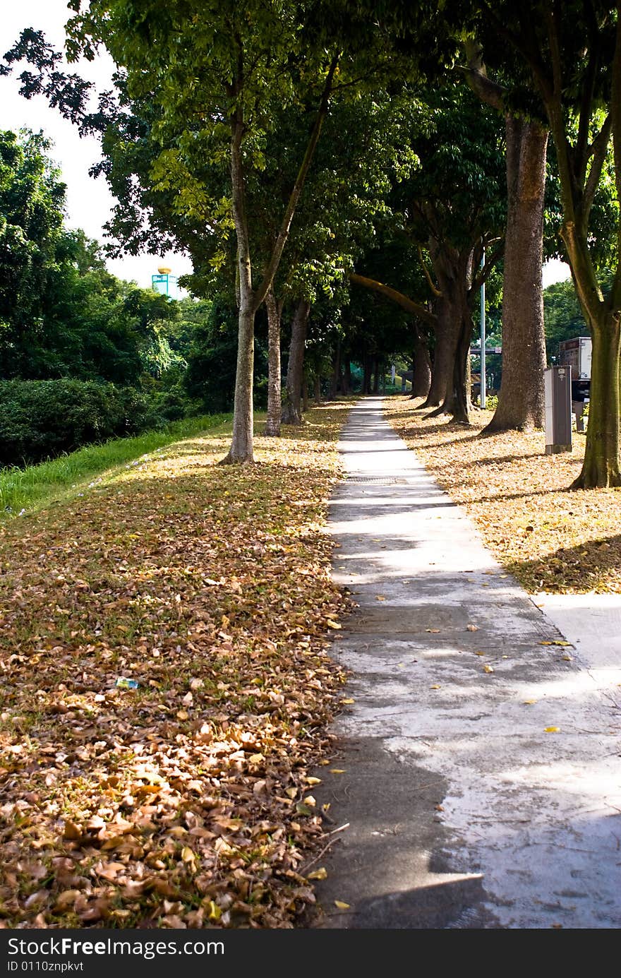 Tropical avenue with great trees along both sides of the road, with fallen brown leaves.