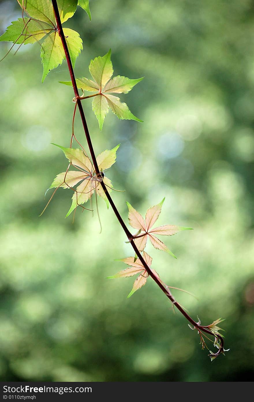 Ivy Leaves