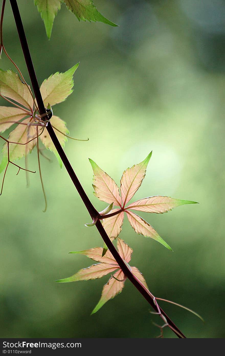 Ivy Leaves