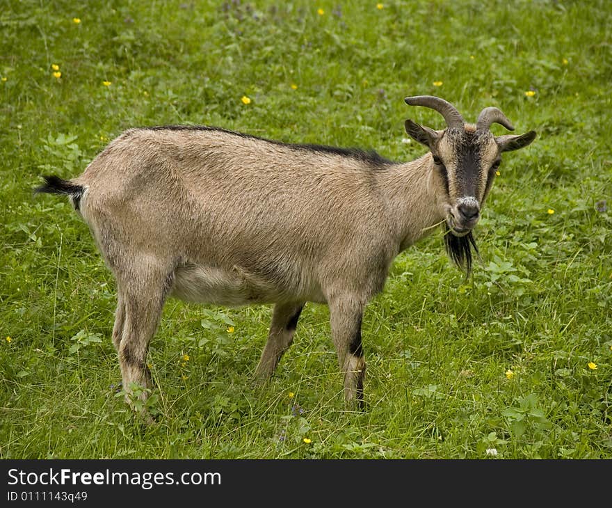 A goat grazing on the field in spring