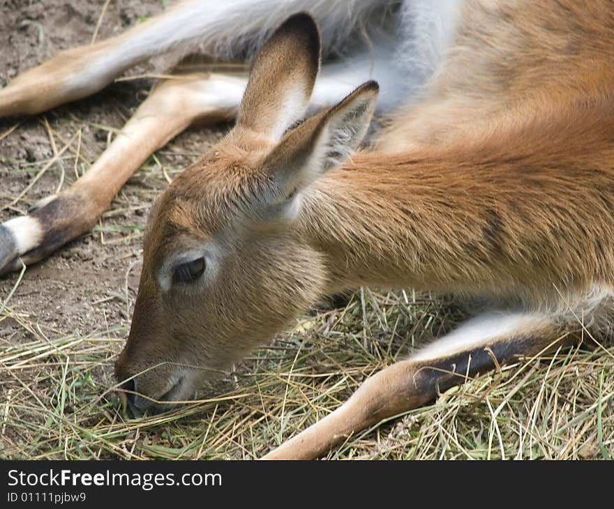 A close up of a head of an antelope