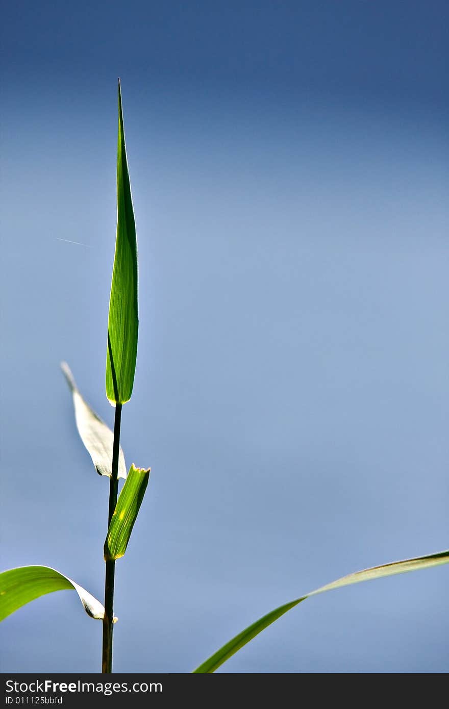 Soft-focus bamboo - great as background. Soft-focus bamboo - great as background