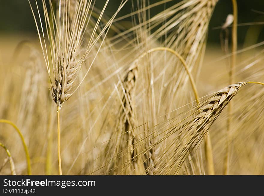 A wheat in summer day