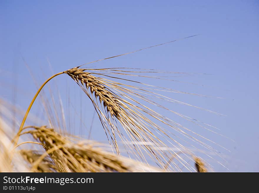 A wheat in summer day