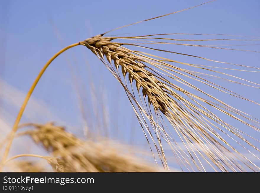 A wheat in summer day