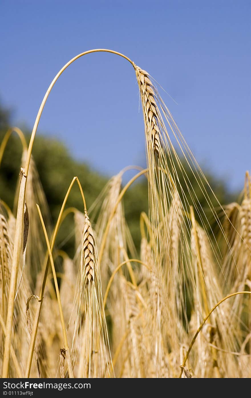 A wheat in summer day