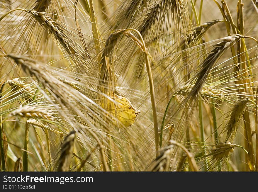 A wheat in summer day