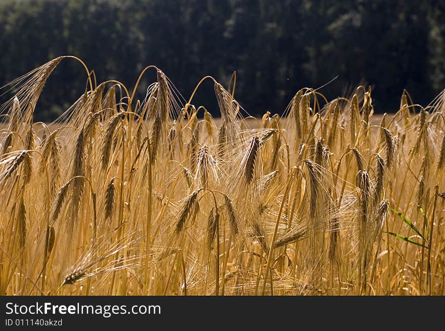 A wheat in summer day