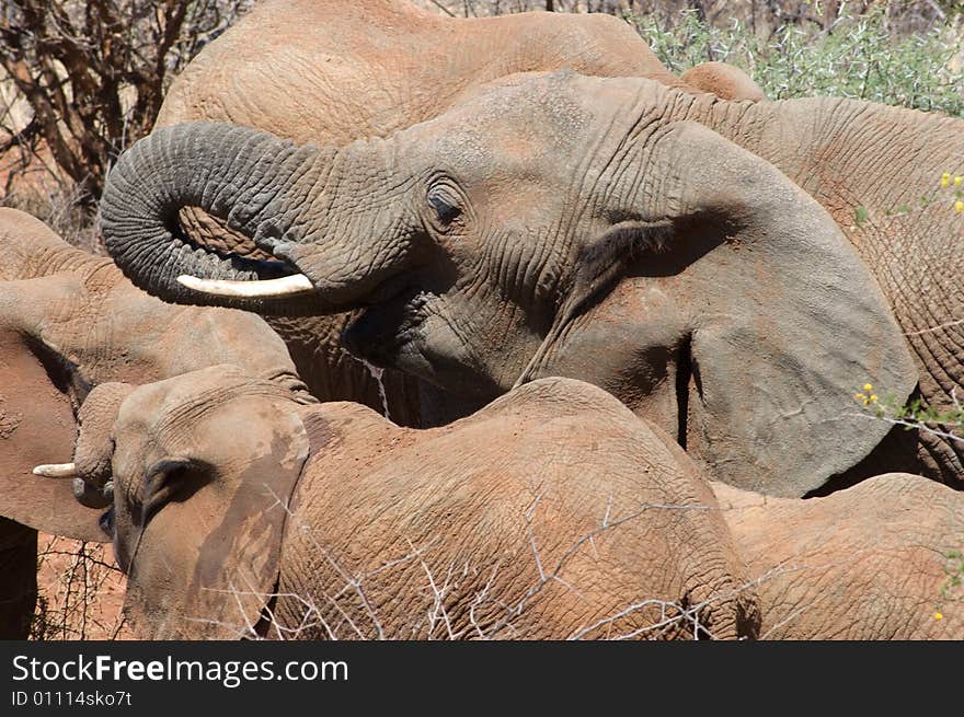 Elephants at waterhole in South Africa