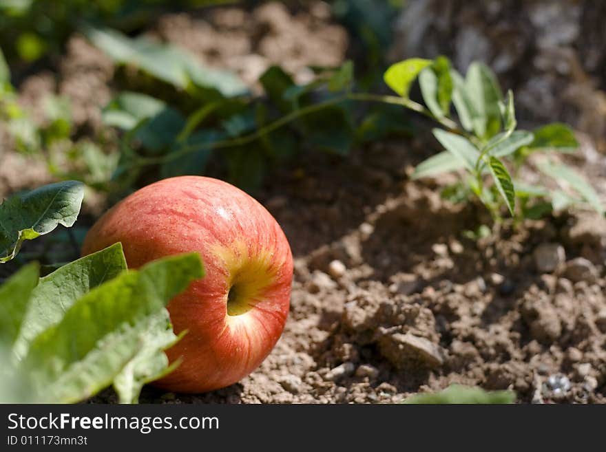 Apple on the ground, leaves.