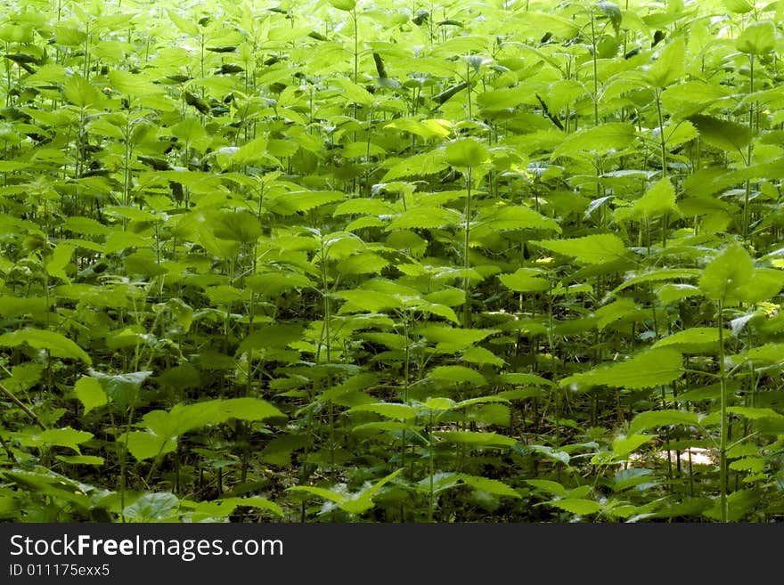 Only young green leaves. Natural background. Only young green leaves. Natural background.