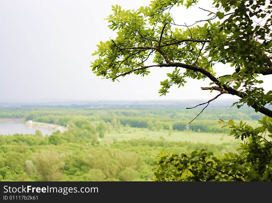 Summer landscape