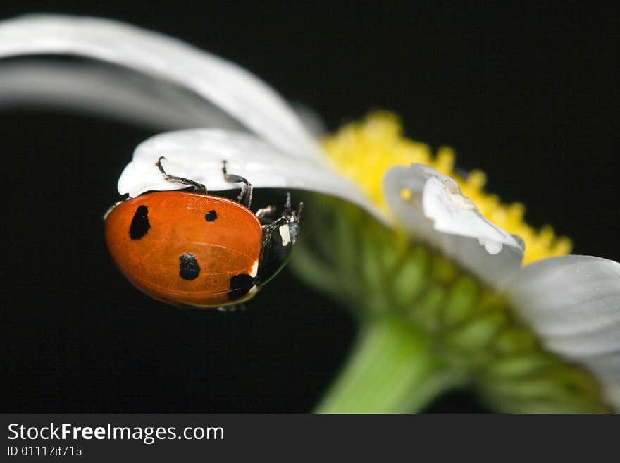 Ladybug On Camomile