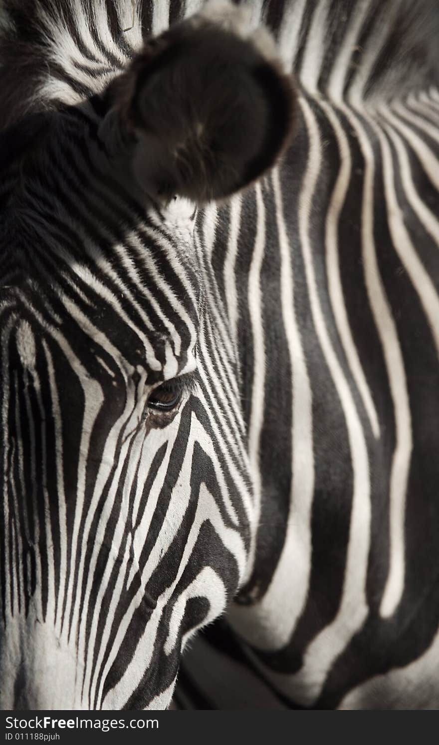 Close up of Grevy's Zebra. Close up of Grevy's Zebra