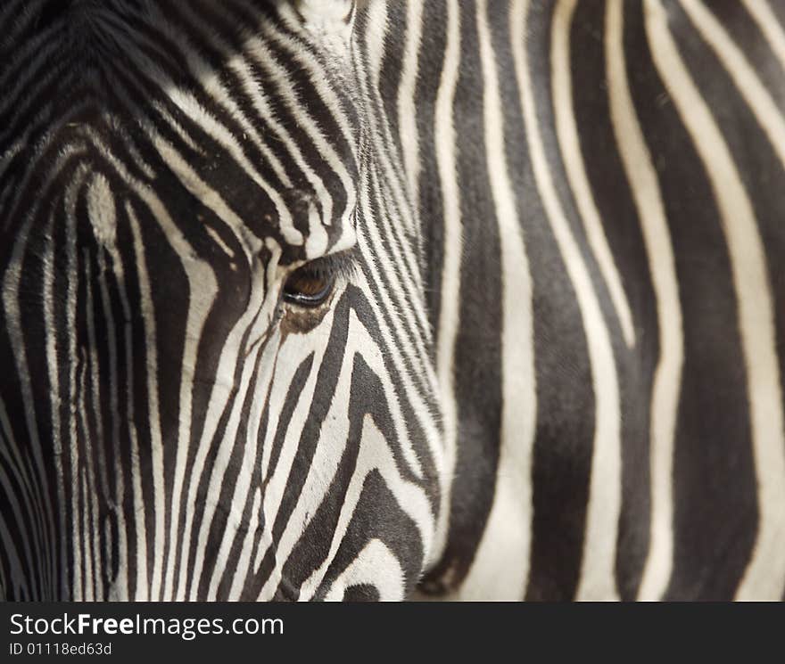 Close up of Grevy's Zebra. Close up of Grevy's Zebra