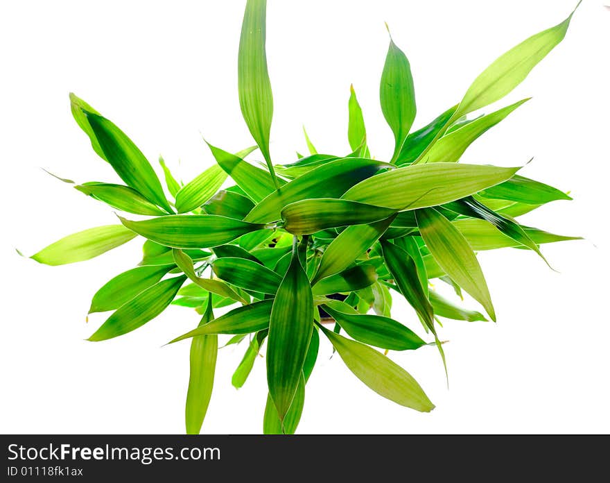 Plant isolated on white background.