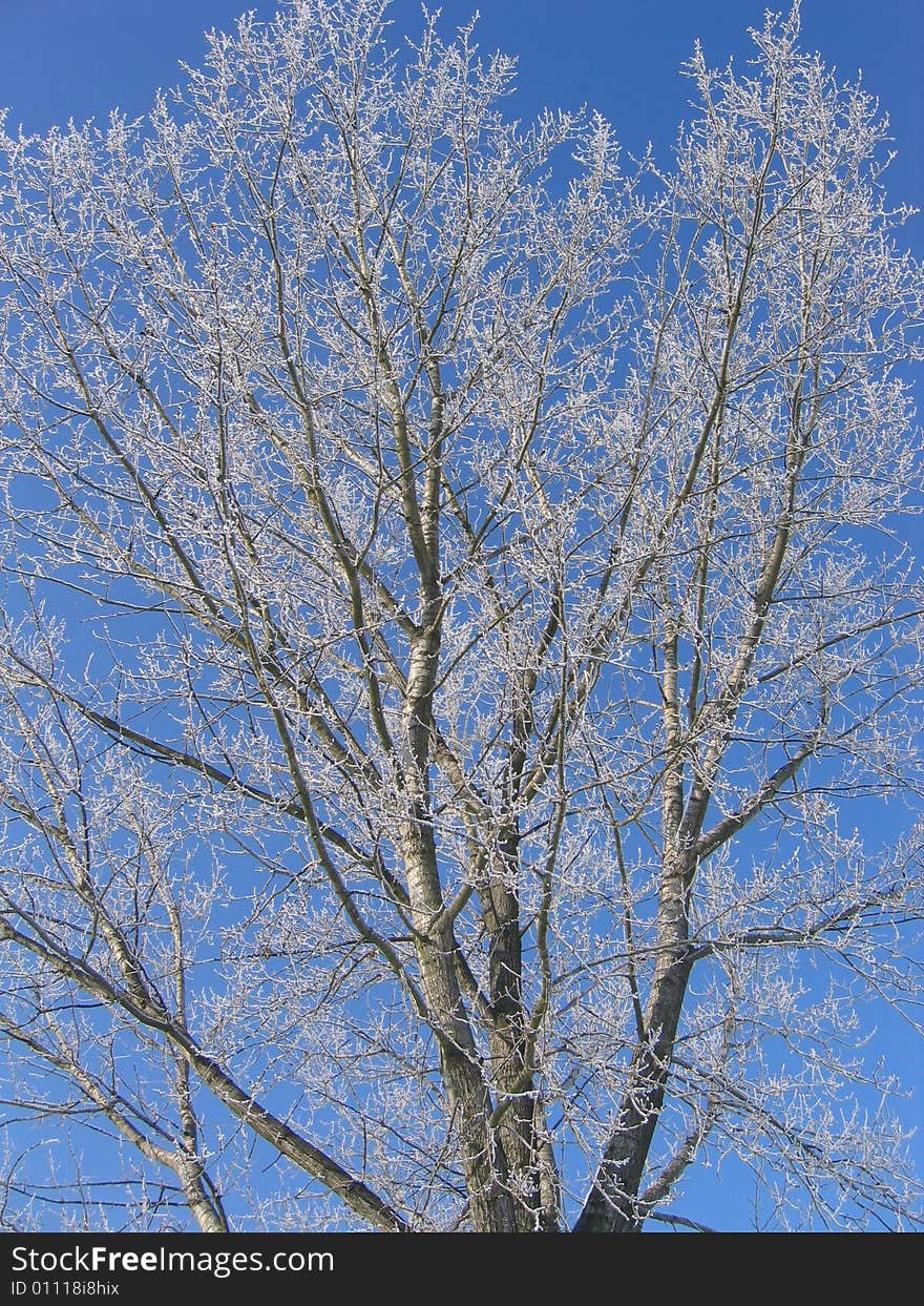 Winter Tree