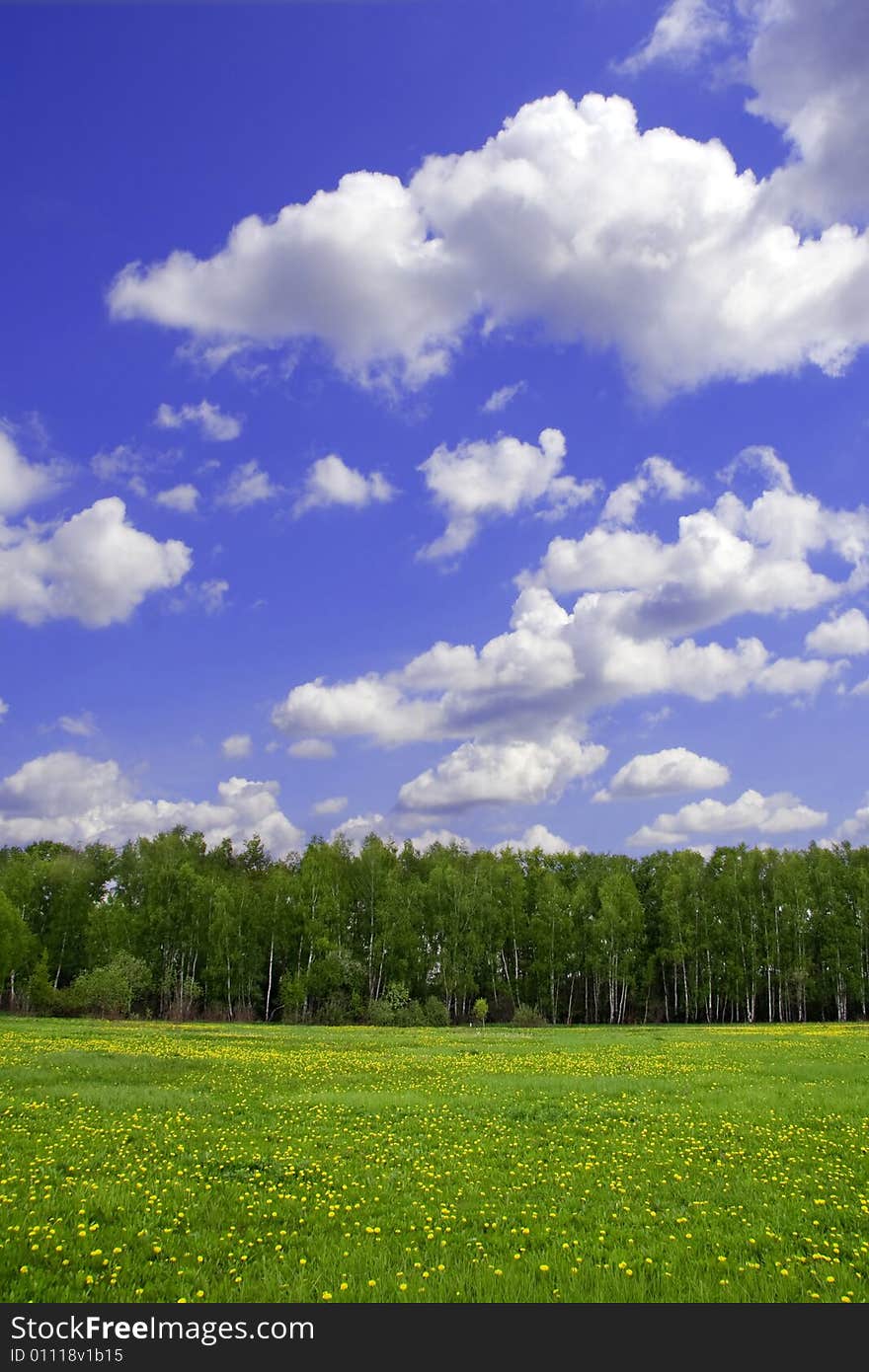 Spring landscape (the dandelions field)