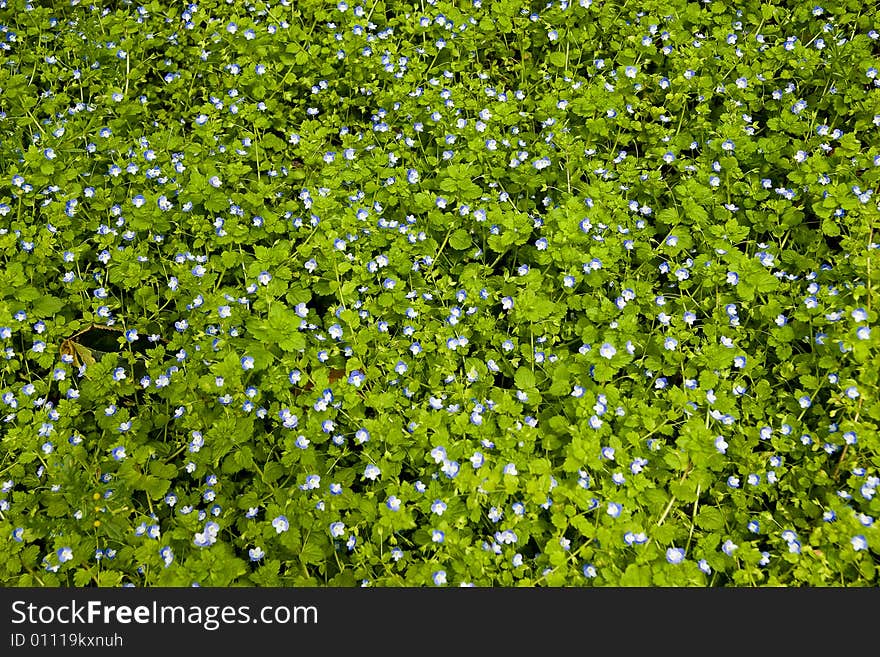 Blue flower background