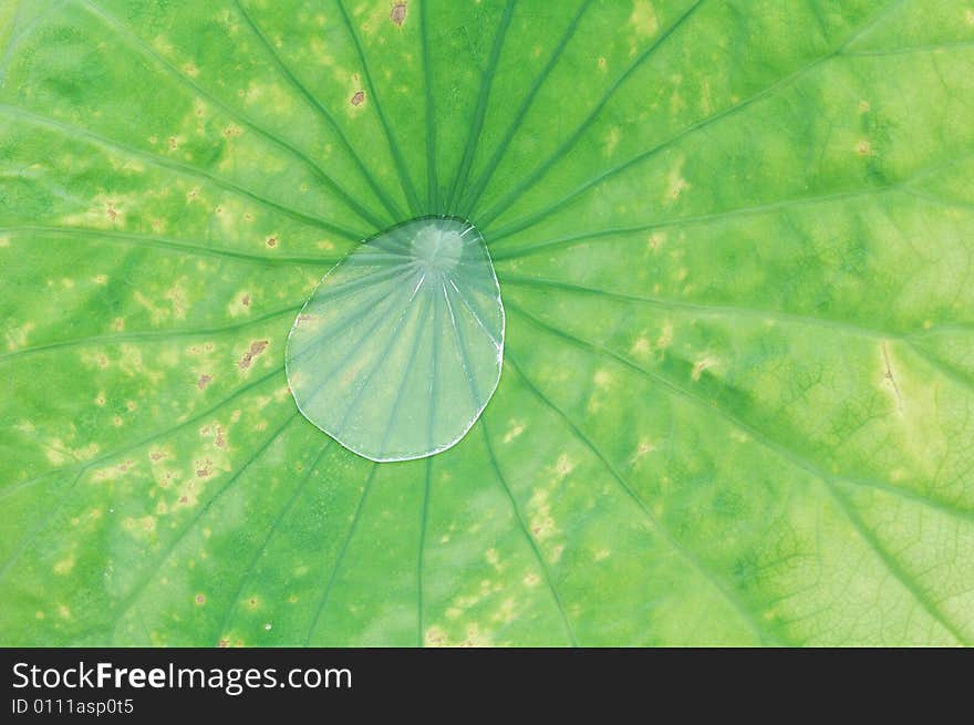 Beautiful water-drop on the lotus leaf.