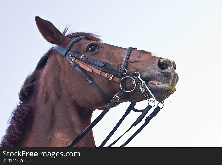 Horse head on sky background