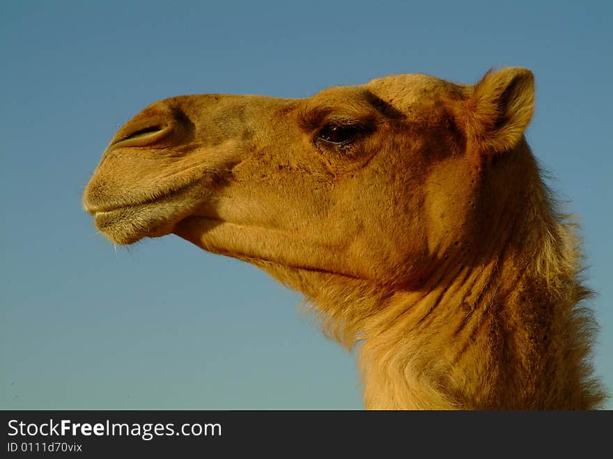 Camel Portrait