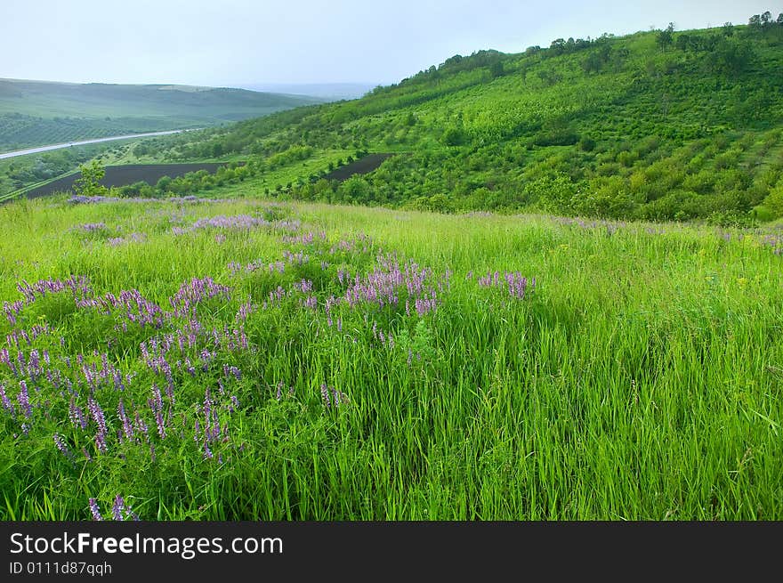 Beautiful rural landscape with perfect green grass