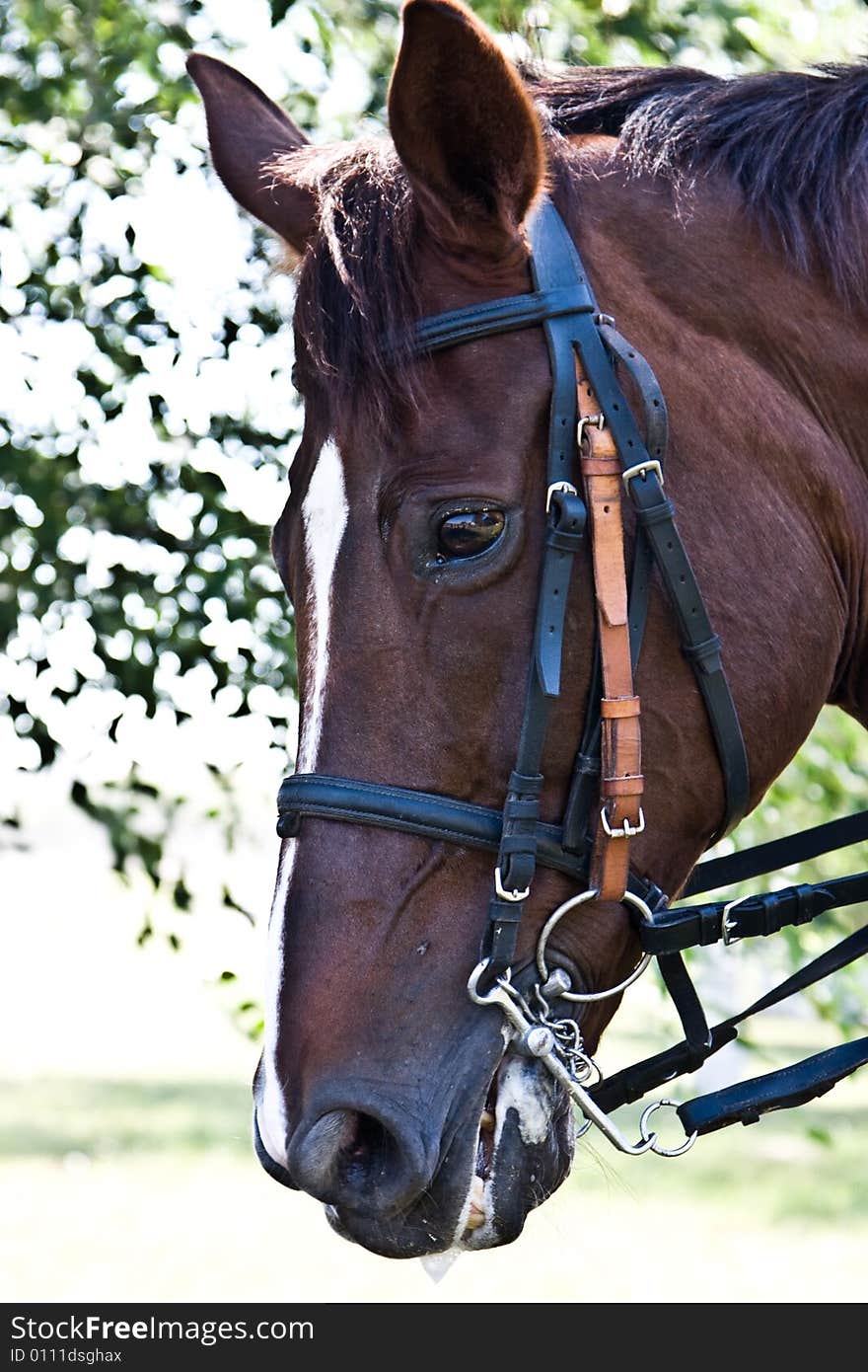 Head of a horse in a harness. Head of a horse in a harness