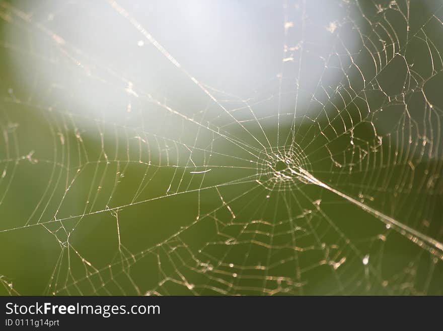 Spider web on green background