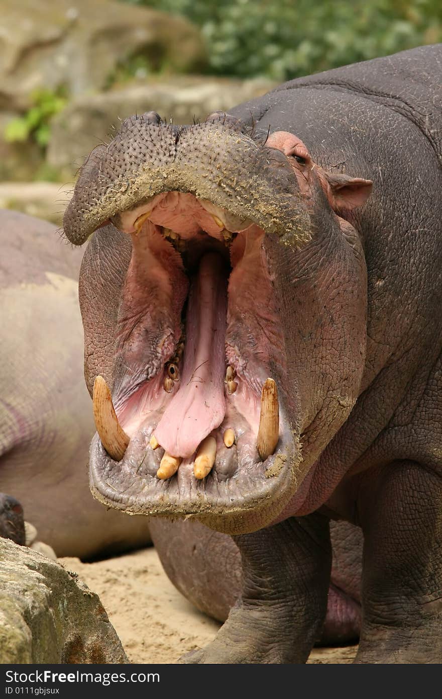 Hippo yawning