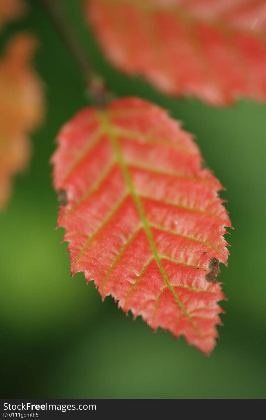 A Red Leaf With green Background