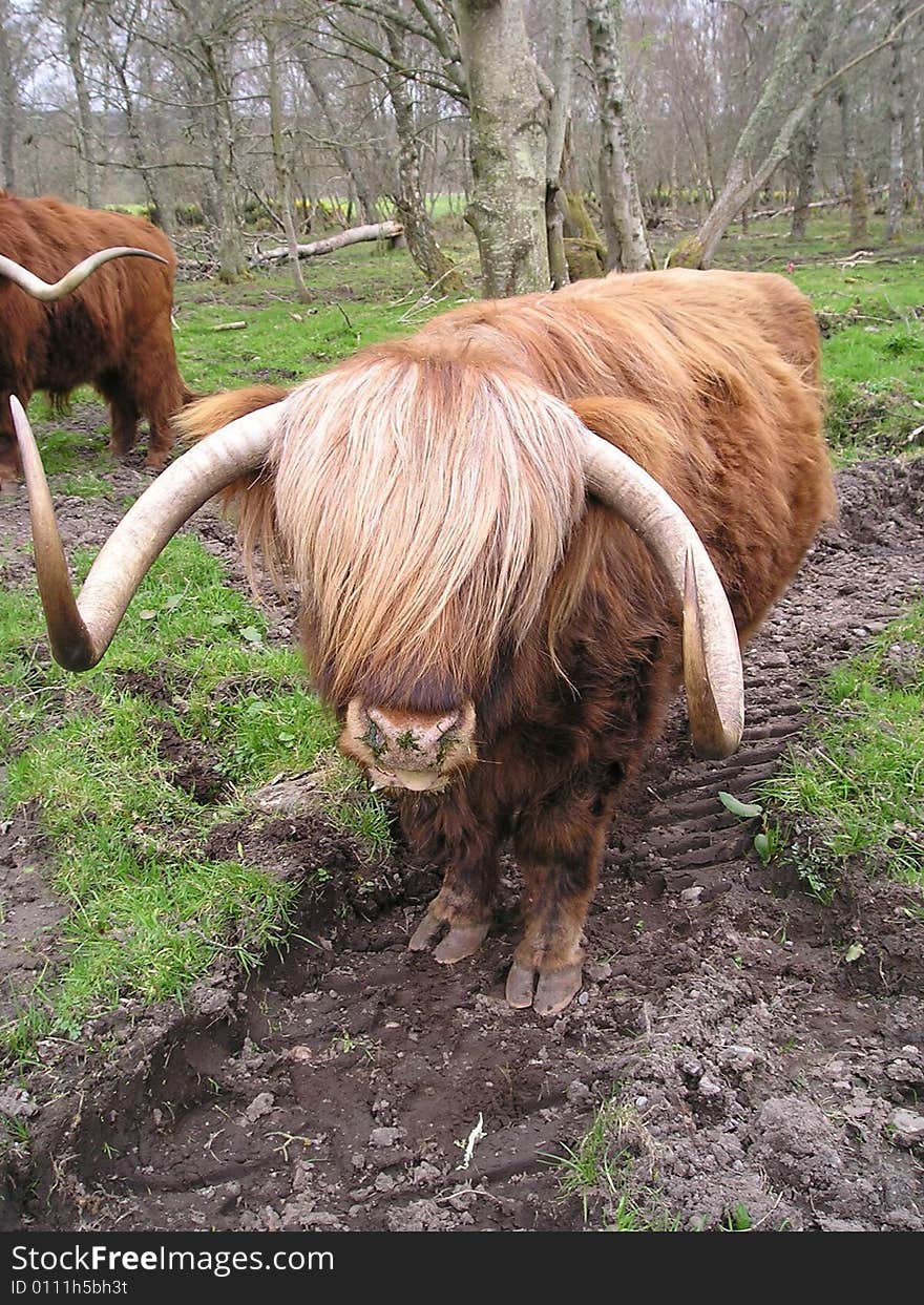 Highland Cow